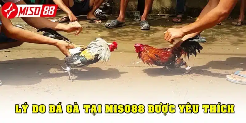 Lý do khiến đá gà Miso88 được cược thủ yêu thích