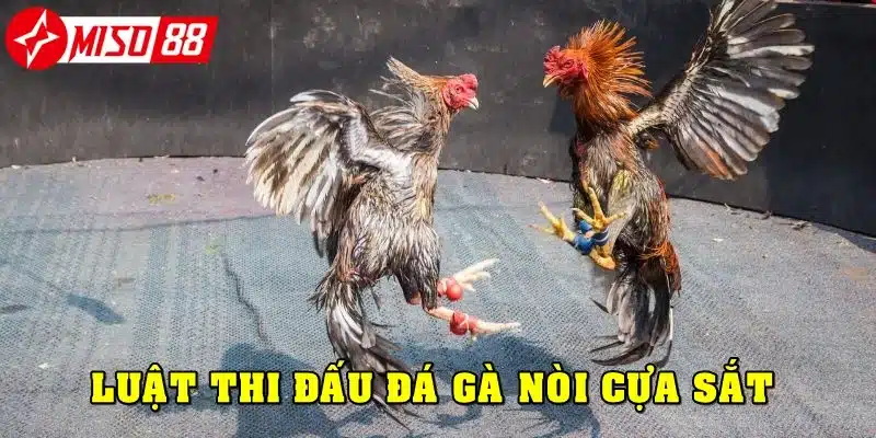 Sơ qua về luật đá gà nòi cựa sắt