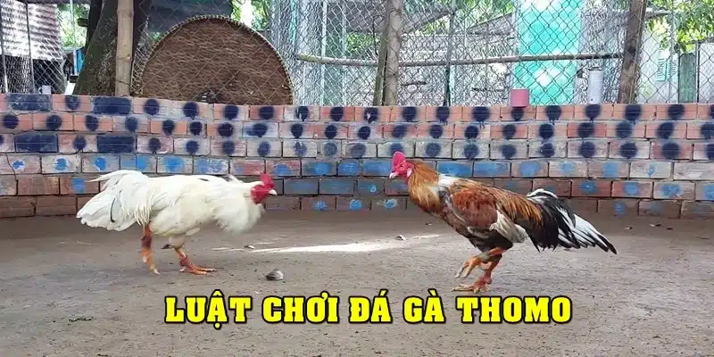 Luật thi đấu của đá gà Thomo là gì?